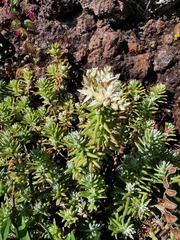 Sedum griseum