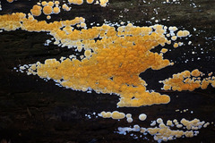 Dacrymyces corticioides