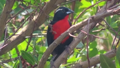 Leistes superciliaris