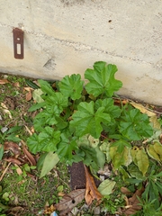 Malva