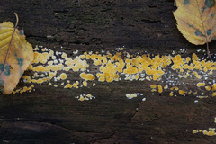 Dacrymyces corticioides