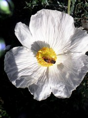 Argemone grandiflora