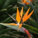 Crane Flower - Photo (c) 
Photo by David J. Stang, some rights reserved (CC BY-SA)