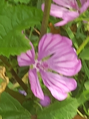 Malva sylvestris