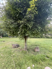 Ficus maclellandii