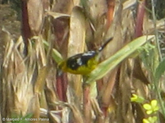 Pheucticus aureoventris