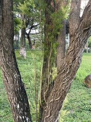 Callistemon