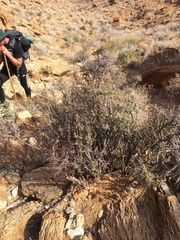 Portulacaria fruticulosa