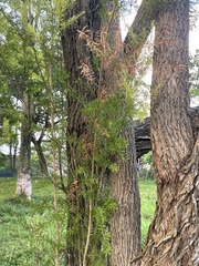 Callistemon