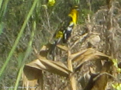 Pheucticus aureoventris