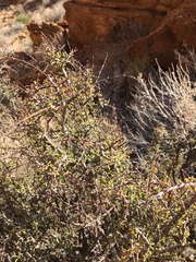 Portulacaria fruticulosa