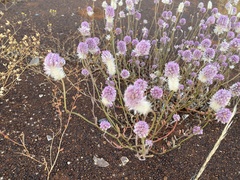 Ptilotus helipteroides