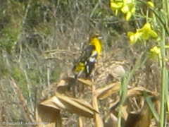 Pheucticus aureoventris