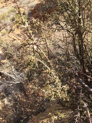 Portulacaria fruticulosa