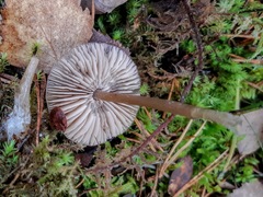 Entoloma cetratum