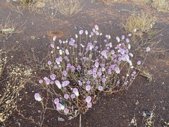 Ptilotus helipteroides