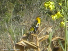 Pheucticus aureoventris