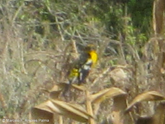 Pheucticus aureoventris