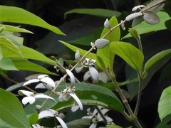 Congea tomentosa