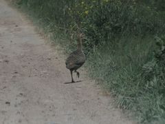 Rhynchotus rufescens