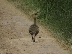 Rhynchotus rufescens