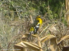 Pheucticus aureoventris