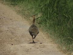 Rhynchotus rufescens