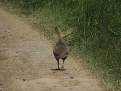 Rhynchotus rufescens