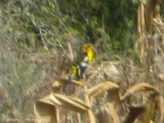 Pheucticus aureoventris