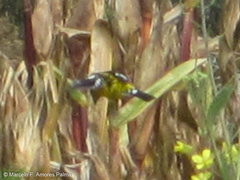 Pheucticus aureoventris