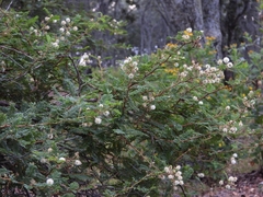 Mimosa galeottii