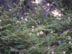Mimosa galeottii