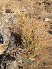 Montinia caryophyllacea