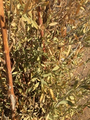 Montinia caryophyllacea