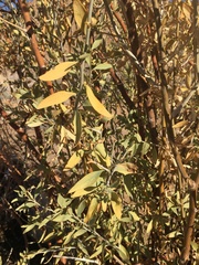 Montinia caryophyllacea