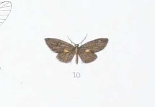 Machairophora fulvipuncta