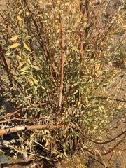 Montinia caryophyllacea