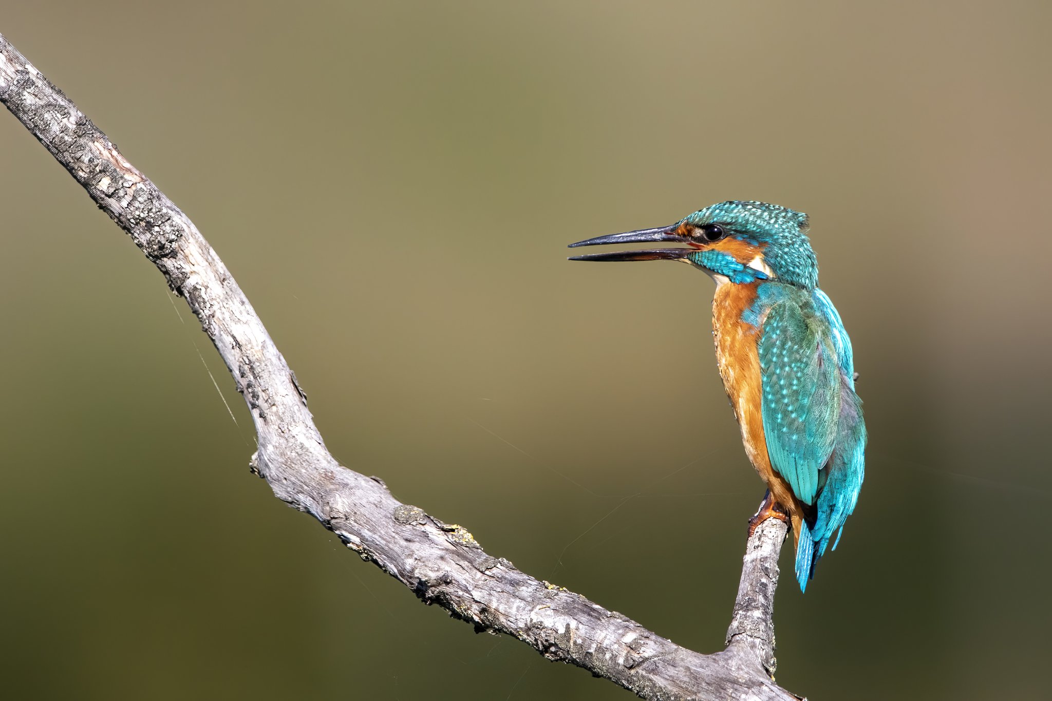 Common Kingfisher (Alcedo atthis)