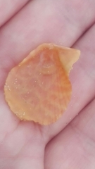 Talochlamys multistriata