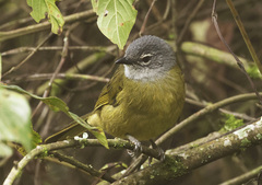 Olive-Breasted Greenbul photo 3