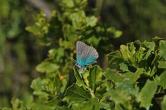 Callophrys viridis