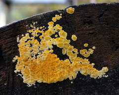 Dacrymyces corticioides