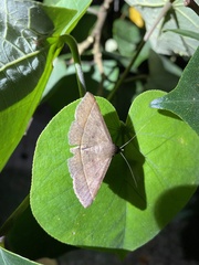 Ugia purpurea