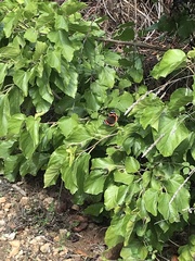 Vanessa atalanta atalanta