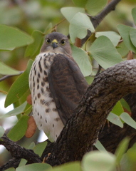 Accipiter minullus