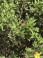 Vanessa atalanta atalanta