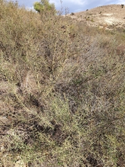 Calicotome spinosa