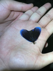 Pompelon marginata