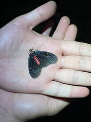 Pompelon marginata
