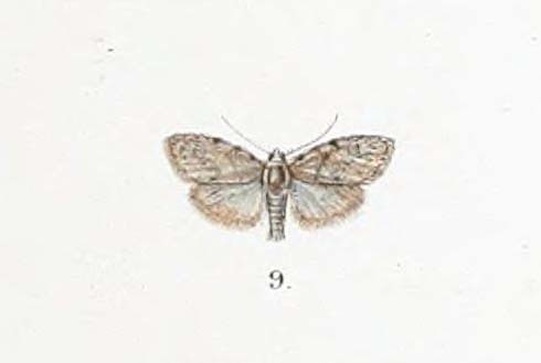 Inouenola grisalis
